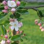 Appelboom 'James Grieve' hoogstam (zelfbestuivend) bloesem